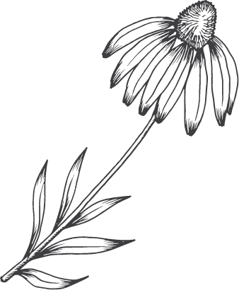 Wild flowers and herbs - echinacea