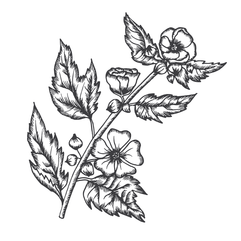 Floral Elements Small13 Floral Elements Small13