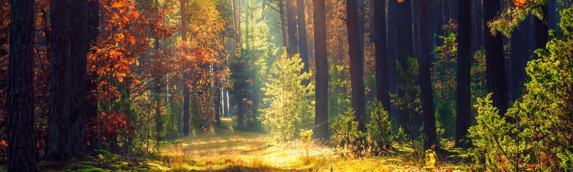 September root and renew