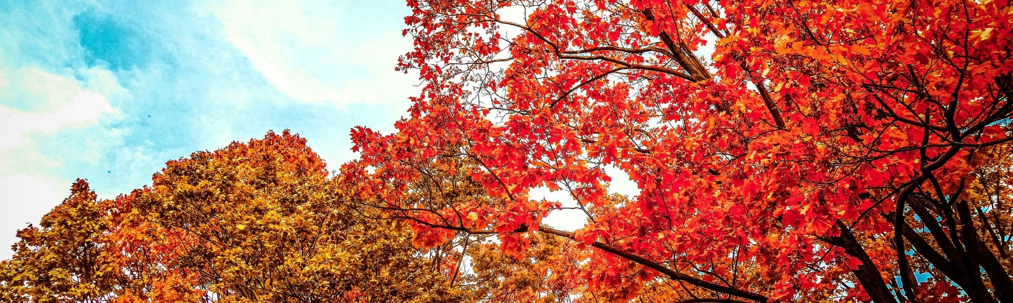 October root and renew